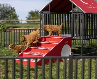 A dog playground with welded railings around it